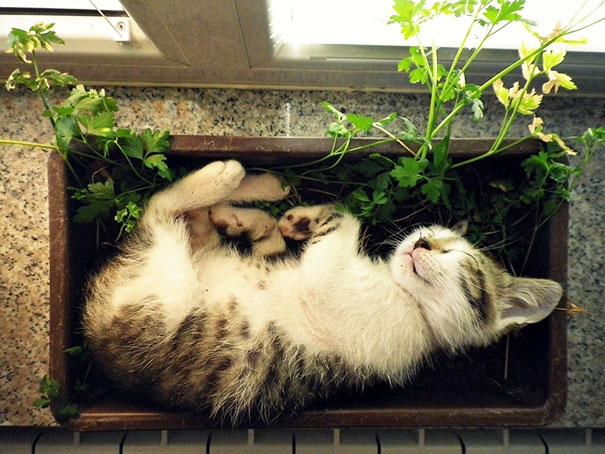 点击大图看下一张：在花盆里睡觉的小猫图片