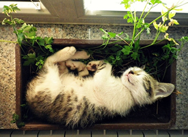 在花盆里睡觉的小猫图片