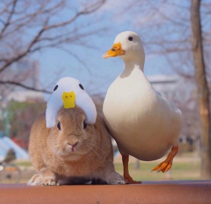 点击大图看下一张：一组小兔子和小鸭子出行记