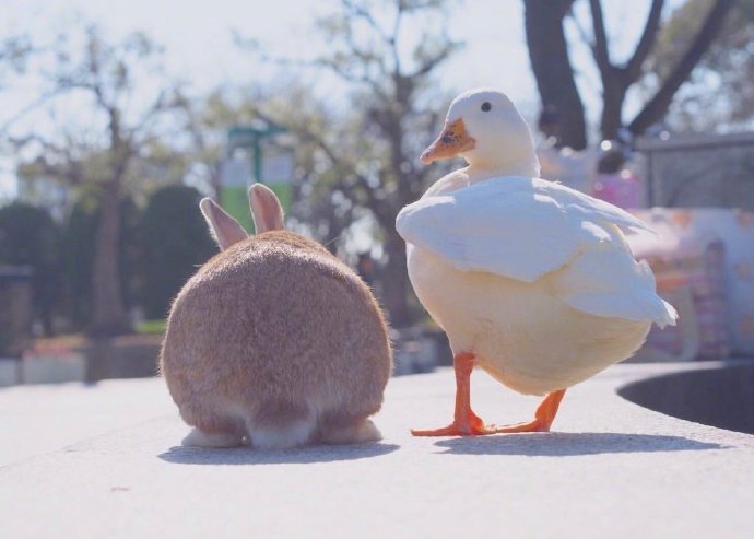 点击大图看下一张：一组小兔子和小鸭子出行记