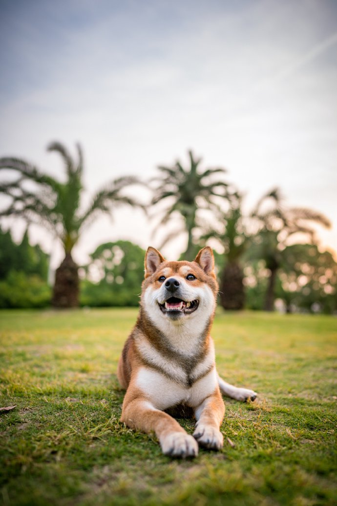 点击大图看下一张：青青草地里可爱的柴犬图片