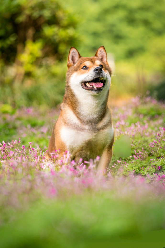 点击大图看下一张：青青草地里可爱的柴犬图片