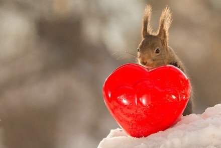 点击大图看下一张：过浪漫情人节的小松鼠图片