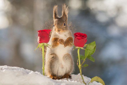 点击大图看下一张：过浪漫情人节的小松鼠图片