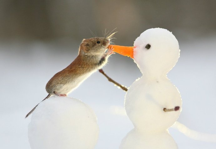 点击大图看下一张：玩雪人的可爱小老鼠图片