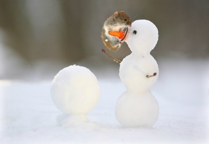 点击大图看下一张：玩雪人的可爱小老鼠图片