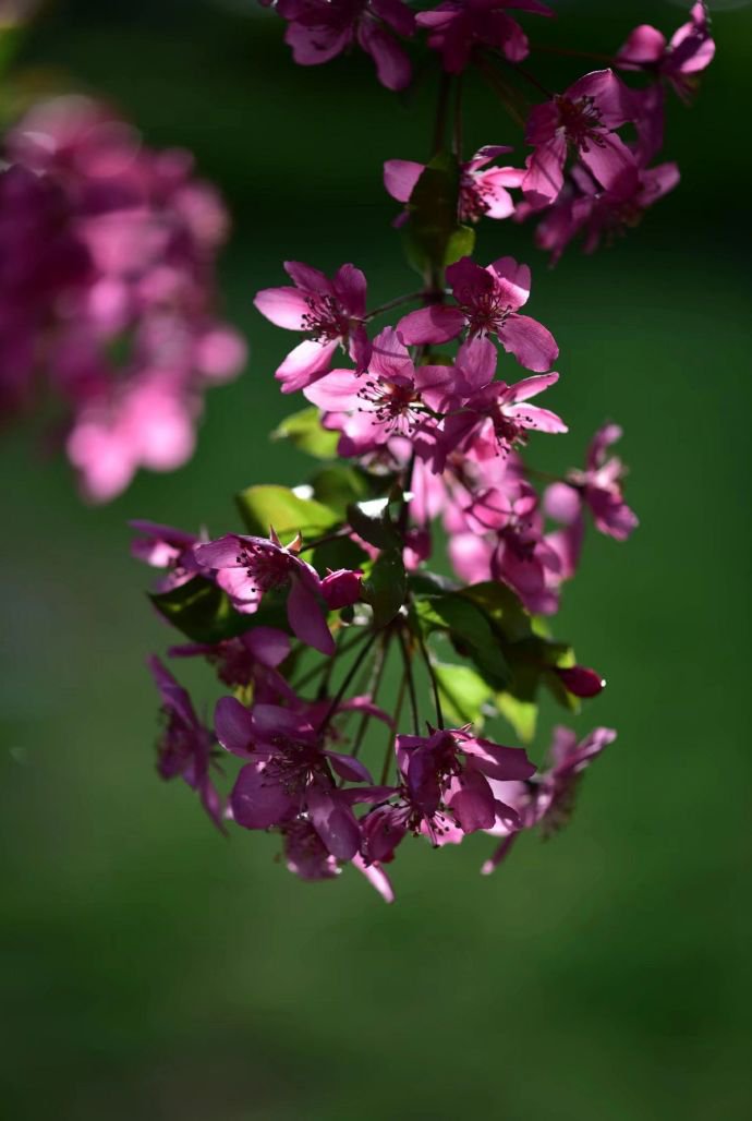 点击大图看下一张：一组超唯美的海棠花图片欣赏