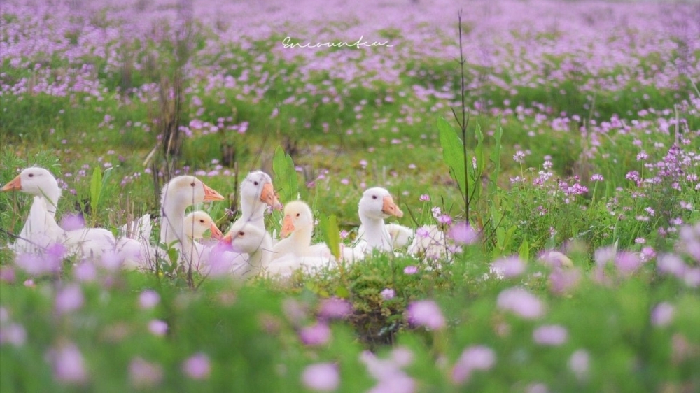 点击大图看下一张：花田里，一群寻找春天的小伙伴