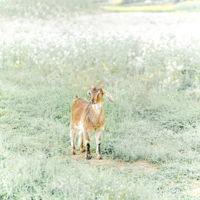 点击大图看下一张：小羊的春日漫游记图片