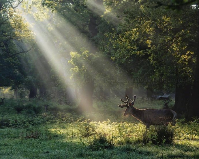 点击大图看下一张：一组森林里唯美的小鹿图片