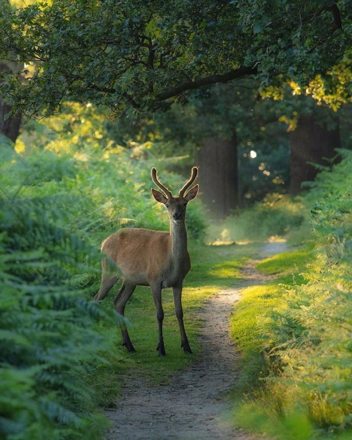 点击大图看下一张：一组森林里唯美的小鹿图片
