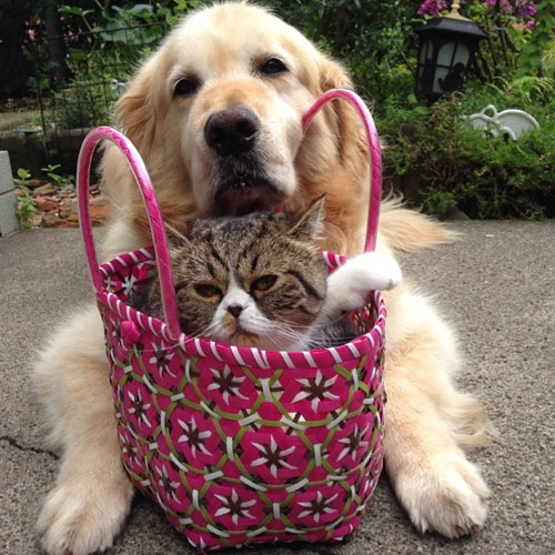 点击大图看下一张：猫咪和狗狗的美好友谊