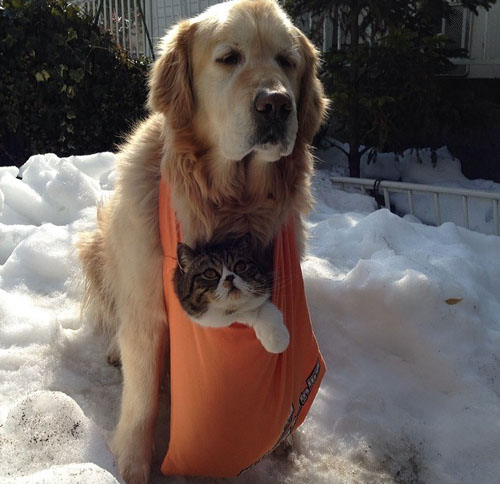 点击大图看下一张：猫咪和狗狗的美好友谊