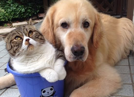 猫咪和狗狗的美好友谊