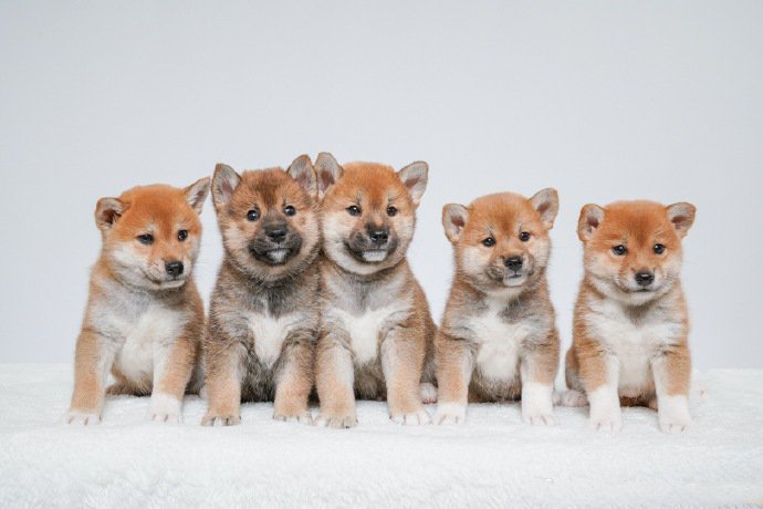 点击大图看下一张：一组超可爱呆萌的狗狗图片