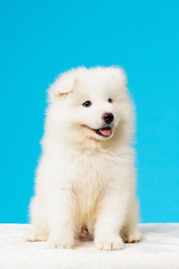 点击大图看下一张：一组超可爱呆萌的狗狗图片