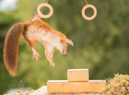 点击大图看下一张：松鼠也能参加奥运会项目