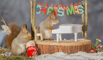 点击大图看下一张：一组过圣诞节的松鼠图片