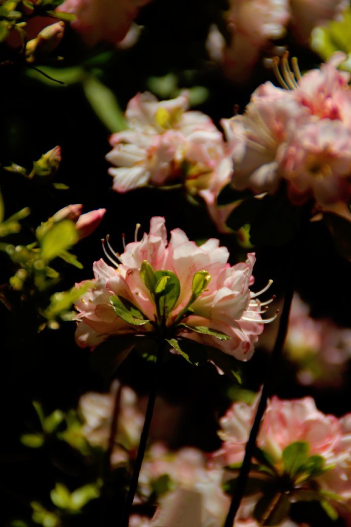 点击大图看下一张：一组粉嫩唯美的杜鹃花图片