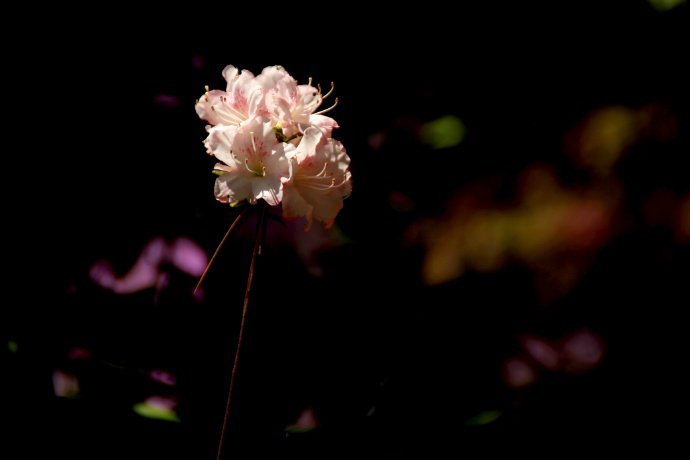 点击大图看下一张：一组粉嫩唯美的杜鹃花图片