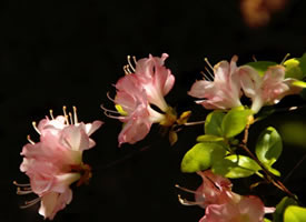 一组粉嫩唯美的杜鹃花图片