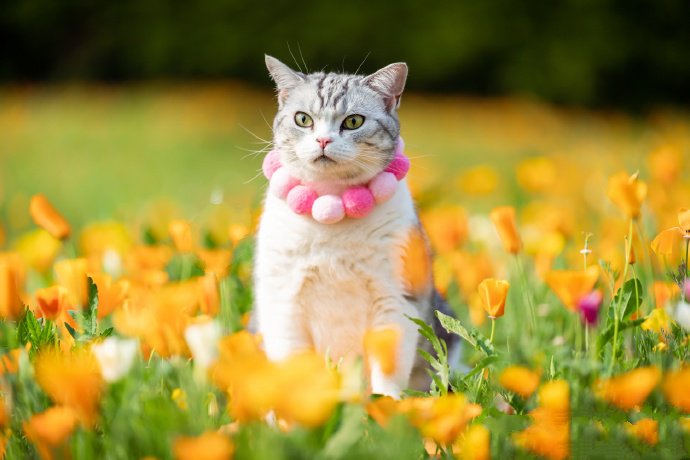 点击大图看下一张：灿烂的花海和可爱的猫咪