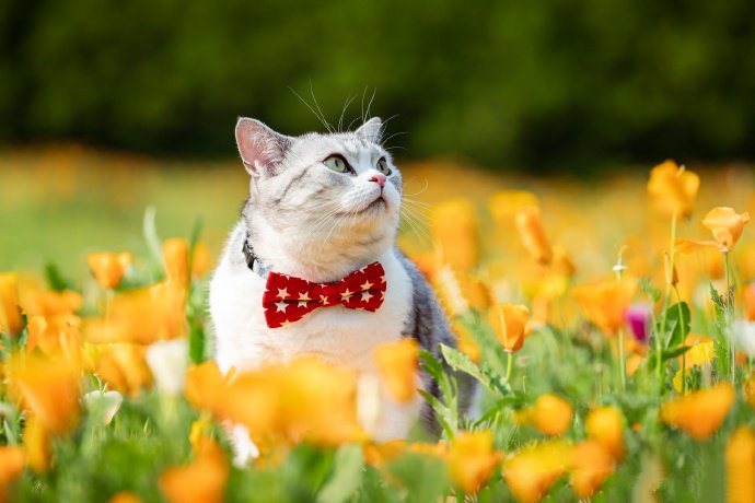 点击大图看下一张：灿烂的花海和可爱的猫咪