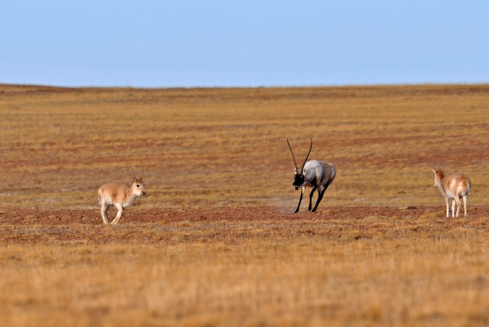 点击大图看下一张：一组跑的很快的羚羊图片欣赏