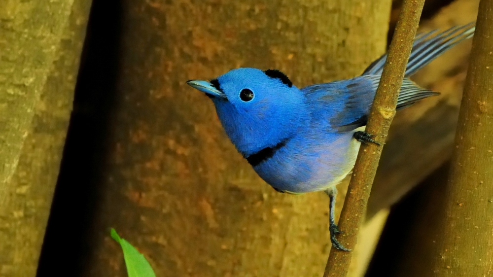 点击大图看下一张：可爱温和的小鸟图片