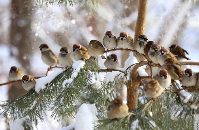 点击大图看下一张：严冬时节的麻雀合唱团