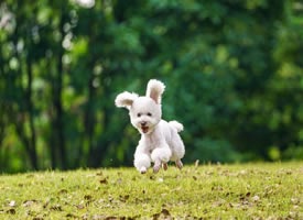 一组奔跑起来的小狗狗图片