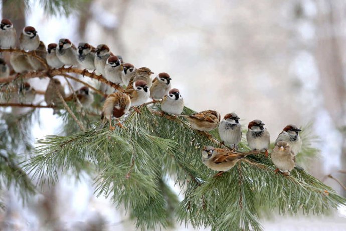 点击大图看下一张：严冬时节的麻雀合唱团