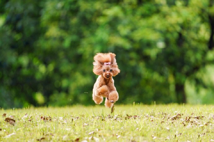 点击大图看下一张：一组奔跑起来的小狗狗图片