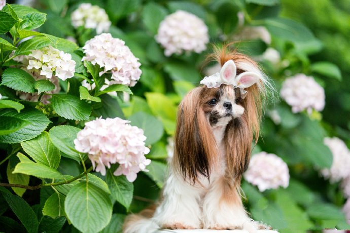 点击大图看下一张：一组绣球花下可爱蝴蝶犬图片