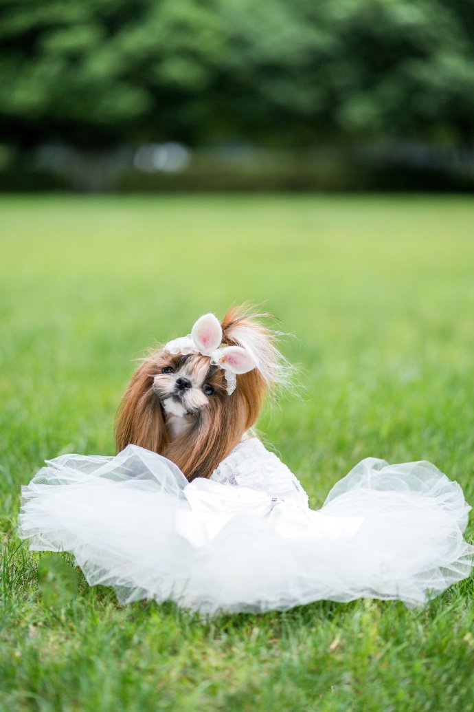 点击大图看下一张：一组绣球花下可爱蝴蝶犬图片
