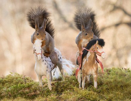 点击大图看下一张：瑞典顽皮小松鼠“学会”骑马