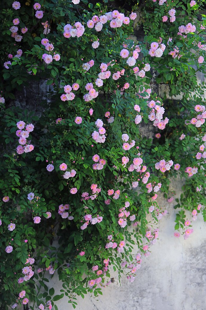 点击大图看下一张：一组满架蔷薇一院香