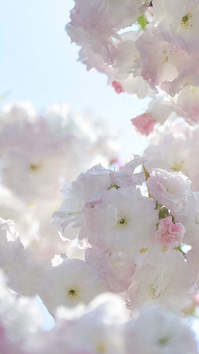点击大图看下一张：一组花团锦簇的樱花图片欣赏