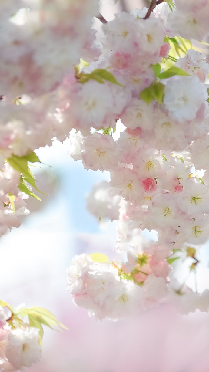 点击大图看下一张：一组花团锦簇的樱花图片欣赏