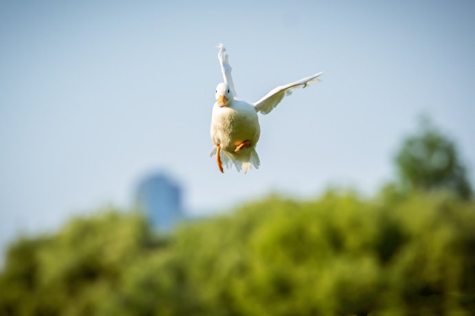 点击大图看下一张：飞起来可爱的小鸭子图片