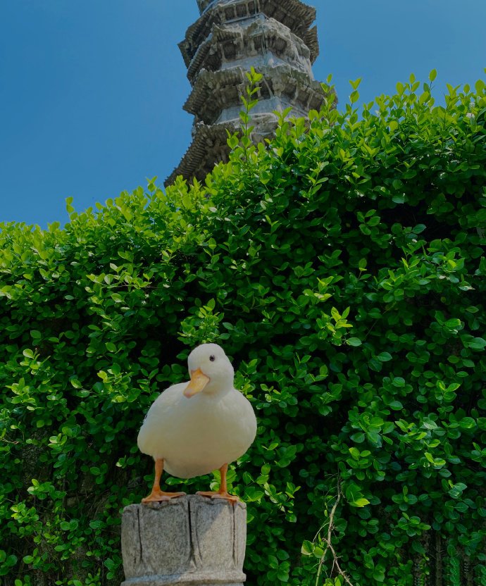 点击大图看下一张：小鸭子的白塔公园一日游图片