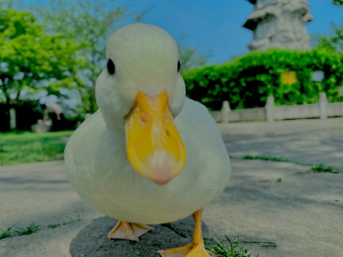 点击大图看下一张：小鸭子的白塔公园一日游图片