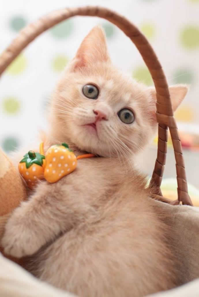 点击大图看下一张：花式卖萌的可爱小猫图片