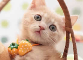 花式卖萌的可爱小猫图片