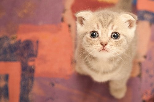 点击大图看下一张：可爱小猫卖萌图片