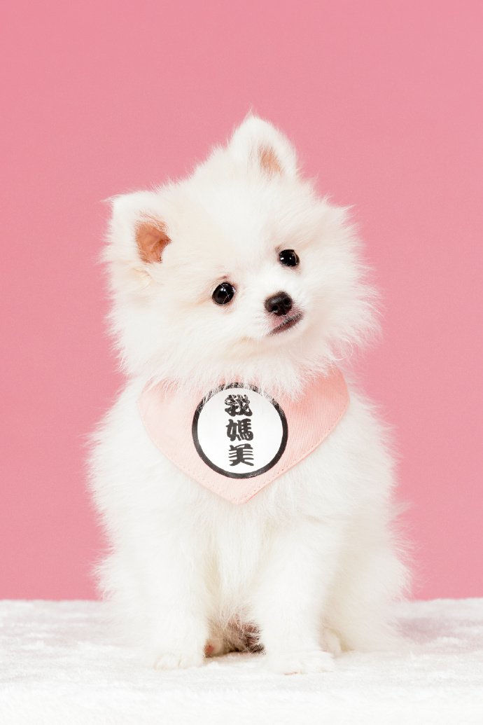 点击大图看下一张：一组白白萌萌的博美狗狗图片