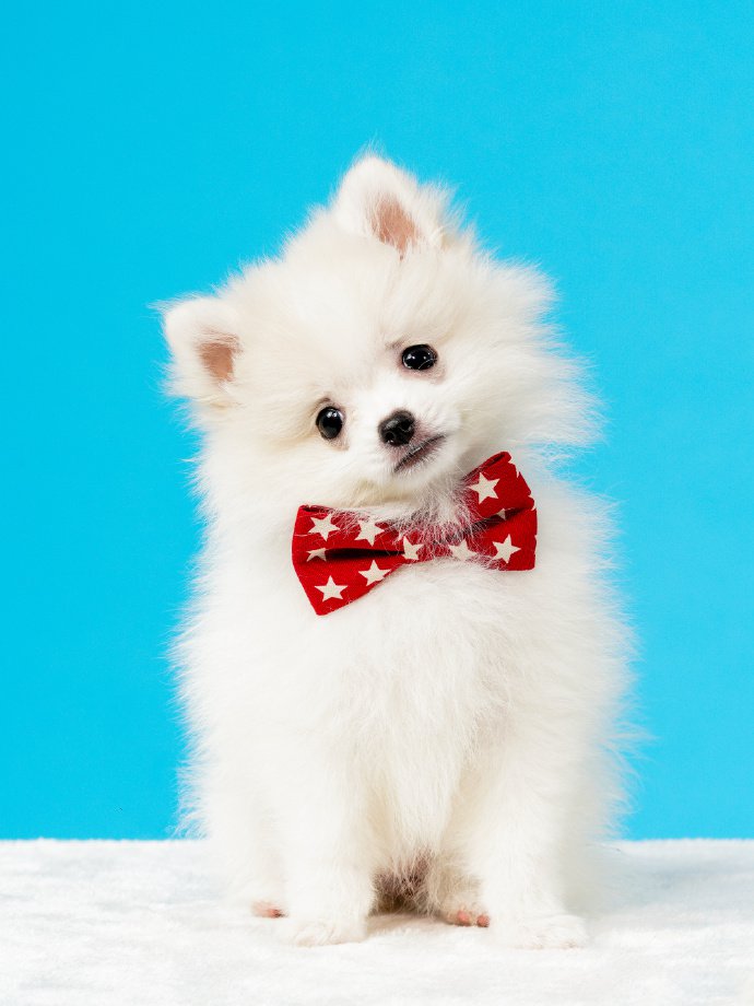 点击大图看下一张：一组白白萌萌的博美狗狗图片