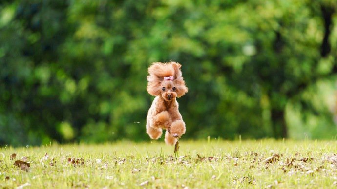 点击大图看下一张：一组可爱小只的泰迪狗狗图片