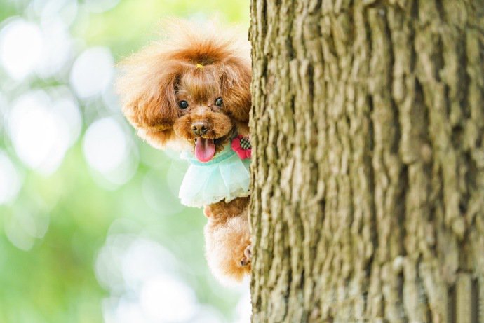 点击大图看下一张：一组可爱小只的泰迪狗狗图片