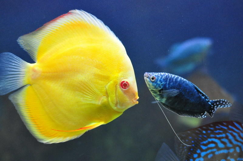 点击大图看下一张：美丽的七彩神仙鱼图片